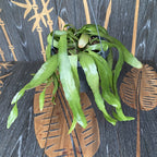 Pseudorhipsalis ramulosa (Rhipsalis „Red Coral“) D17