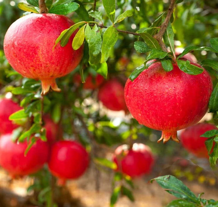 Rodiu - Punica granatum 'Dente di Cavallo'