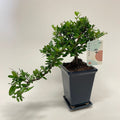 Bonsai Pyracantha 'Cascade' (z podstawkiem)
