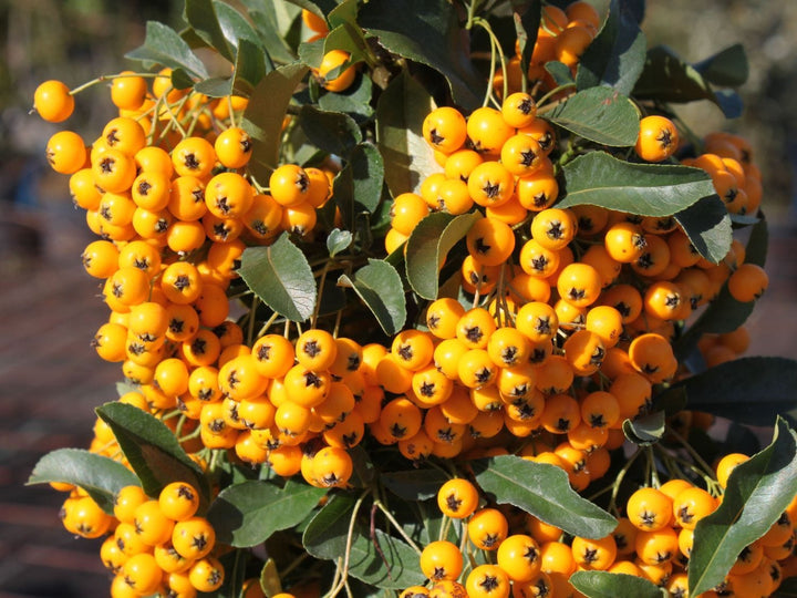 Pyracantha 'Soleil dOr'