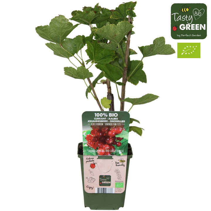 Ribes rubrum 'Jonkheer van Tets'