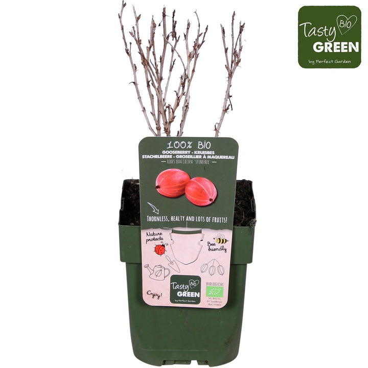 Agris rosu fara spini - Ribes uva-crispa 'Spine Free'