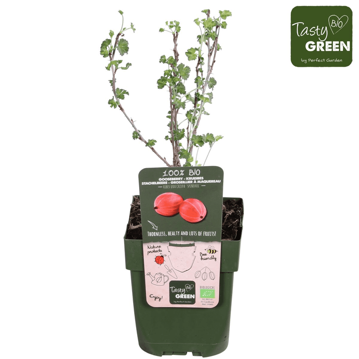 Agris rosu fara spini - Ribes uva-crispa 'Spine Free'