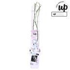 Rosa ‘Crazy in Love’® Pink