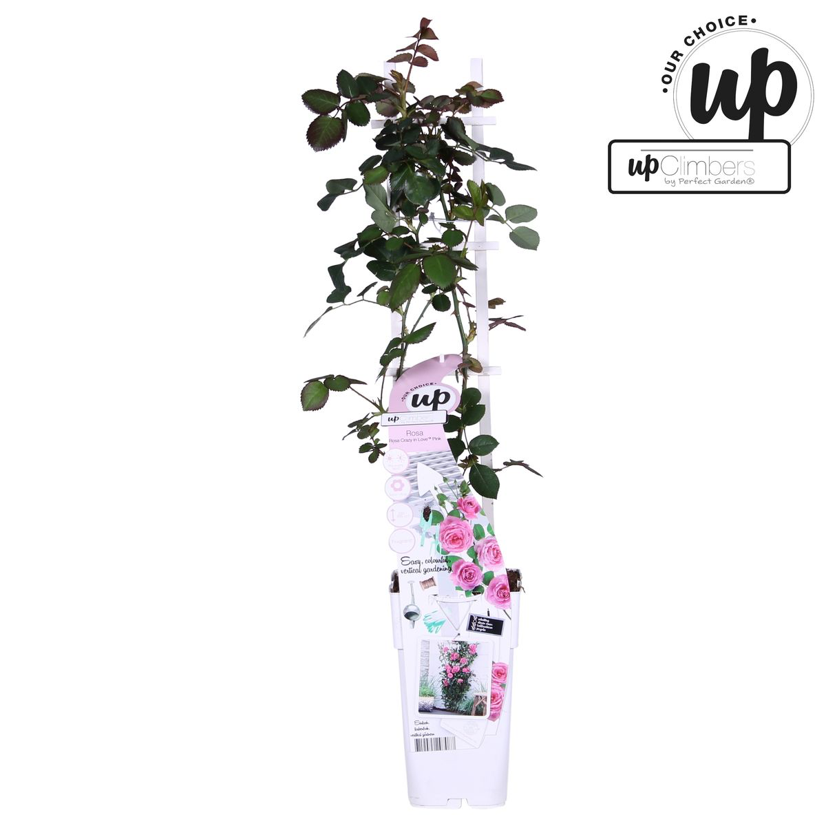 Rosa ‘Crazy in Love’® Pink