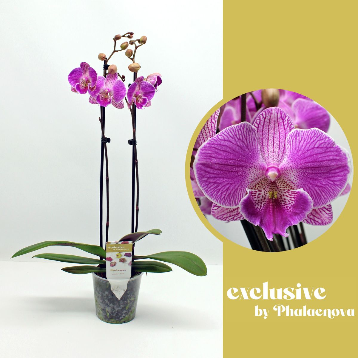 Phalaenopsis Royal Smile grande lèvre