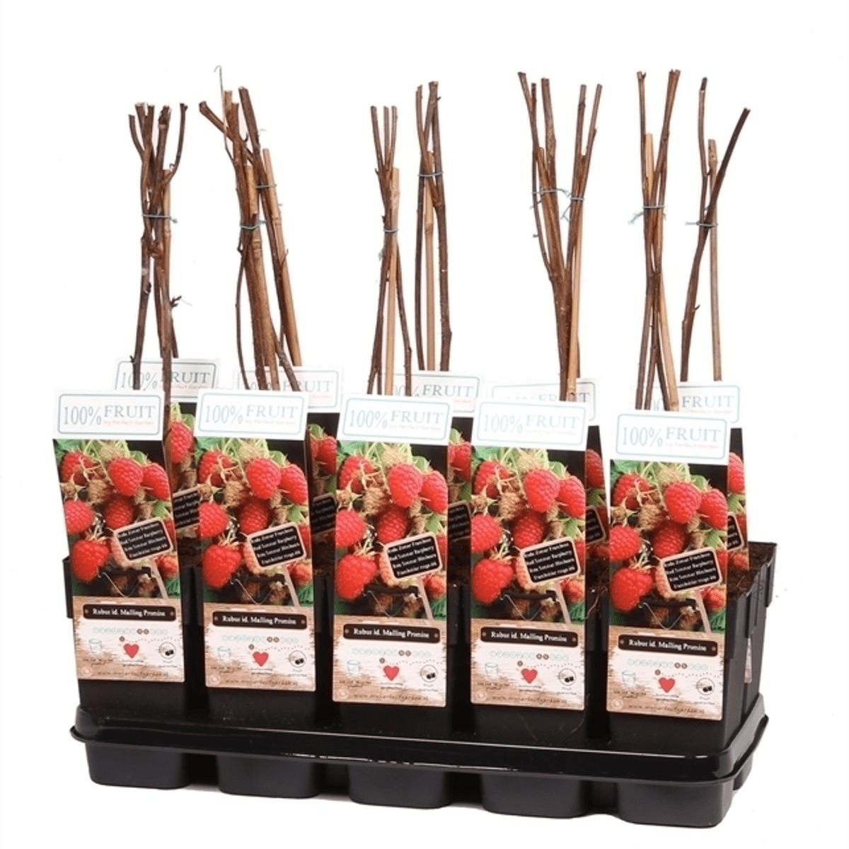 Zmeur - Rubus Idaeus 'Malling Promise' C2