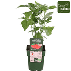 Rubus Idaeus TwoTimer 'Sugana Red'