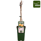 Zmeur cu 2 productii - Rubus Idaeus TwoTimer 'Sugana Yellow' (100% biologic)