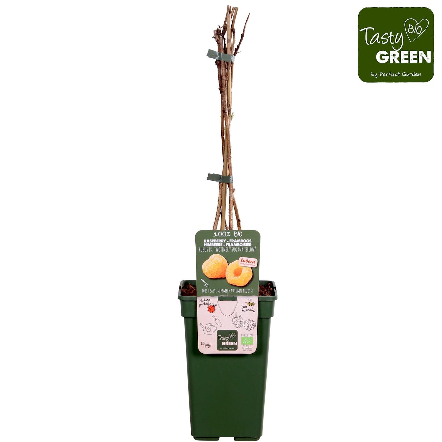 Zmeur cu 2 productii - Rubus Idaeus TwoTimer 'Sugana Yellow' (100% biologic)