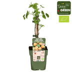 Rubus Idaeus TwoTimer 'Sugana Yellow'