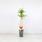 Zmeur - Rubus idaeus 'Schoenemann'