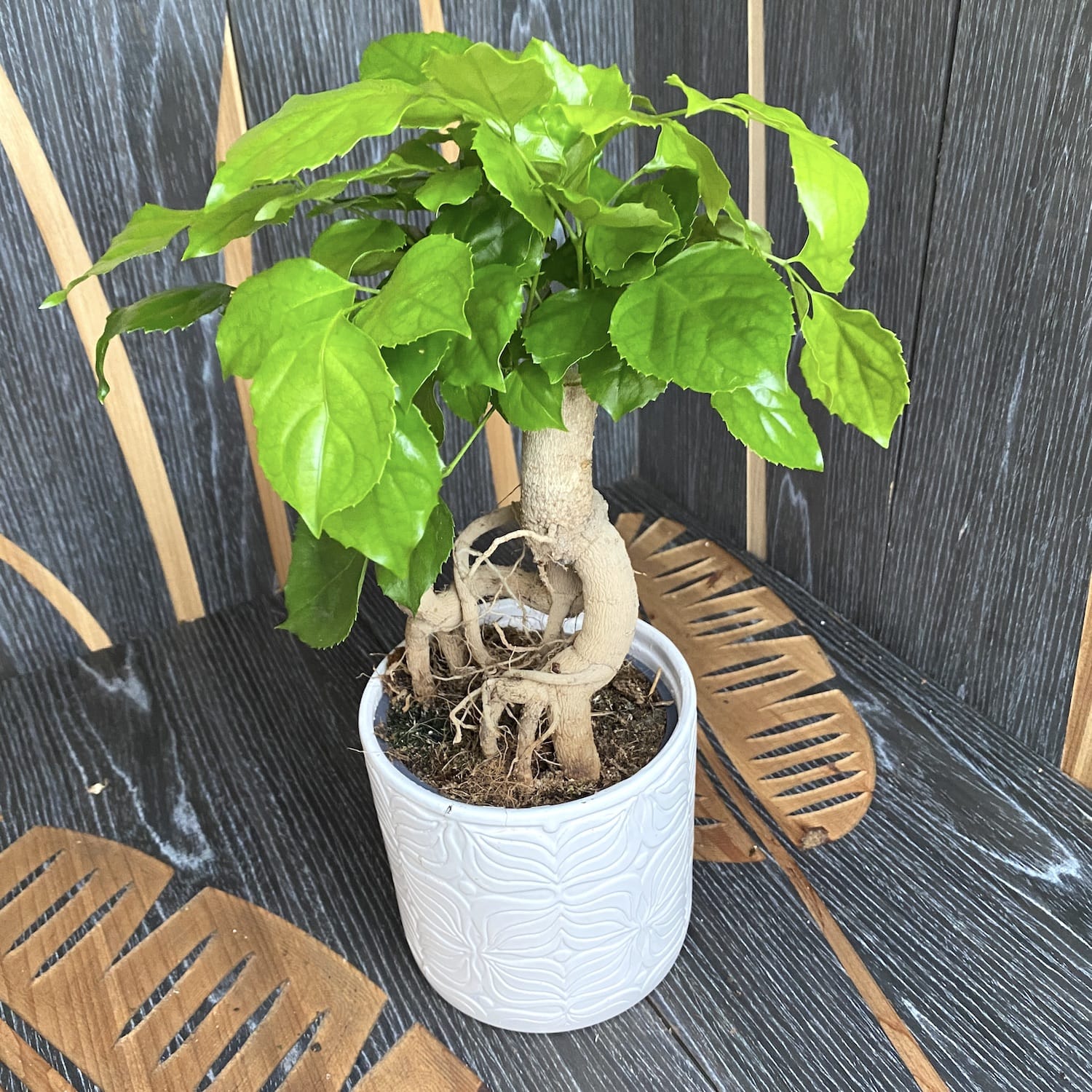 Radermachera sinica (China Doll Bonsai)