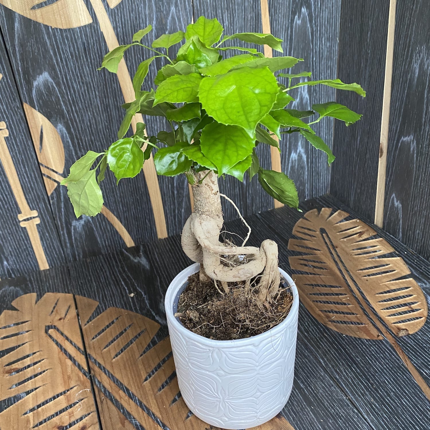 Radermachera sinica (China Doll Bonsai)