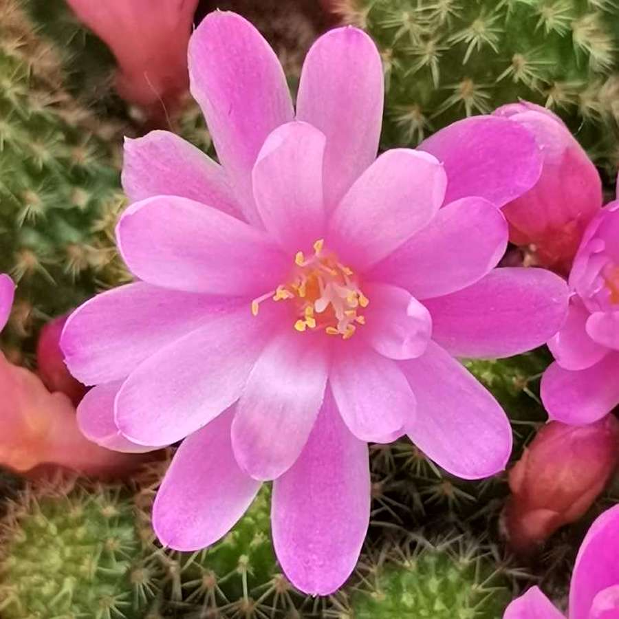 Rebutia perplexa