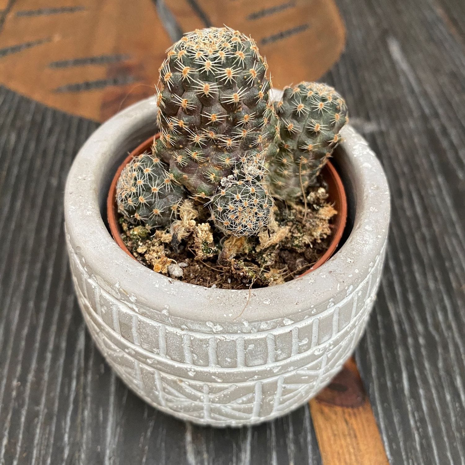 Rebutia pygmaea