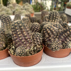 Rebutia pygmaea