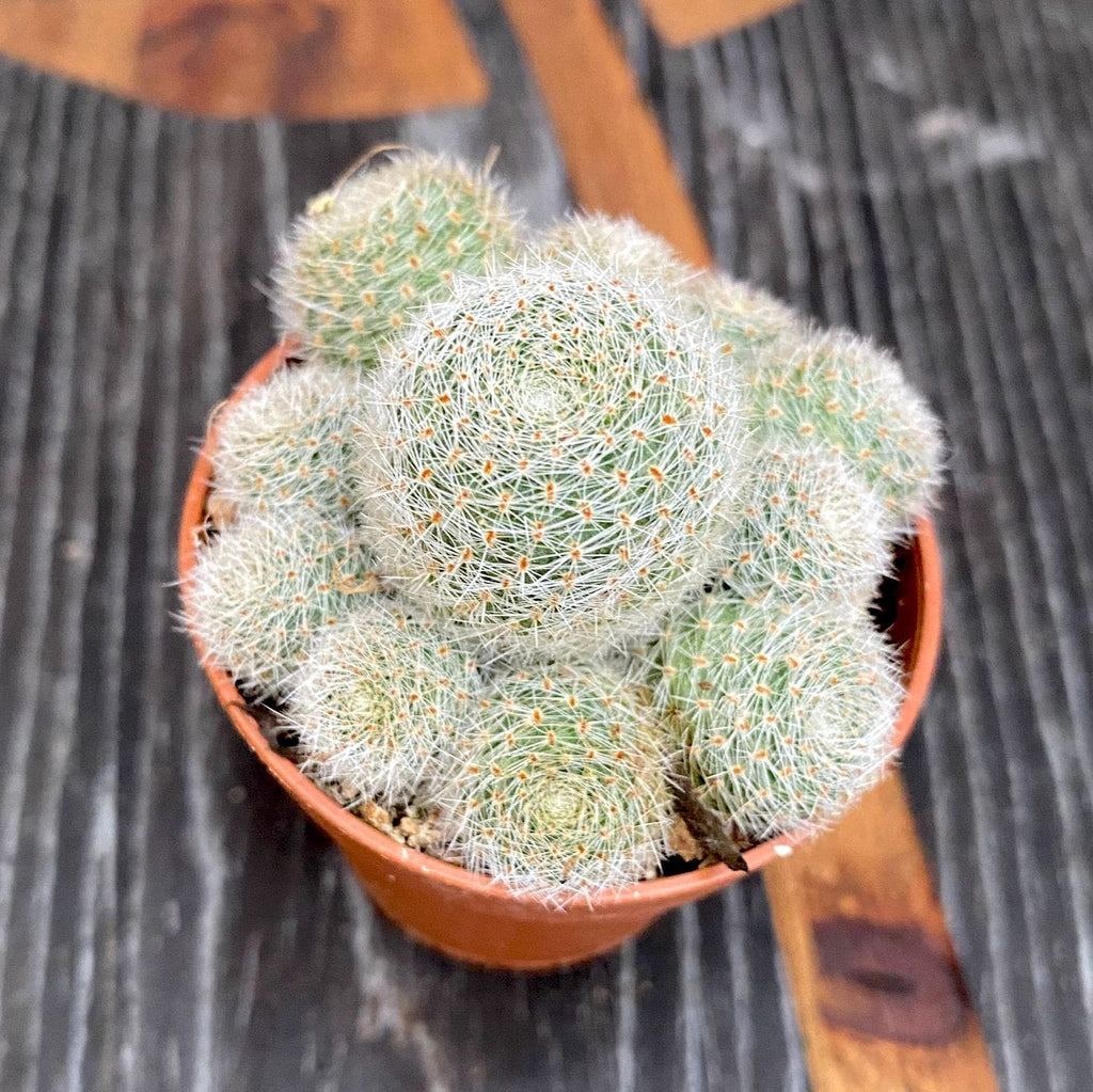Rebutia cv. sunrise