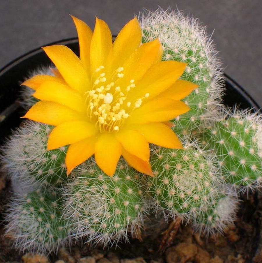 rebutia fabrisii Rebutia fabrisii – Secret Garden Plant Shop
