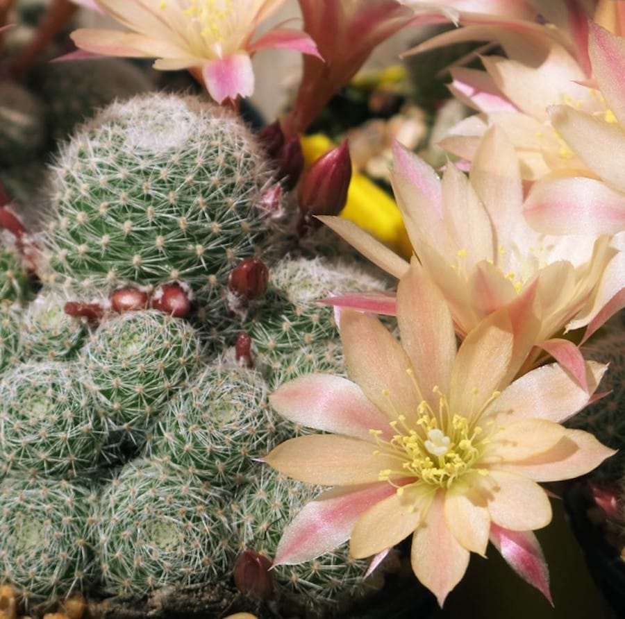 Rebutia cv. sunrise