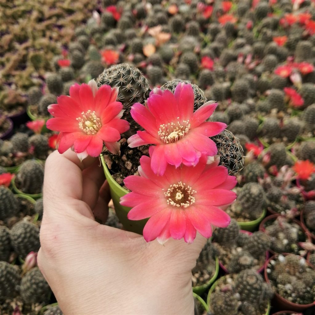 Rebutia pygmaea