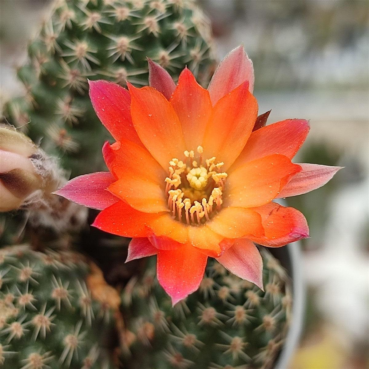 Rebutia pygmaea