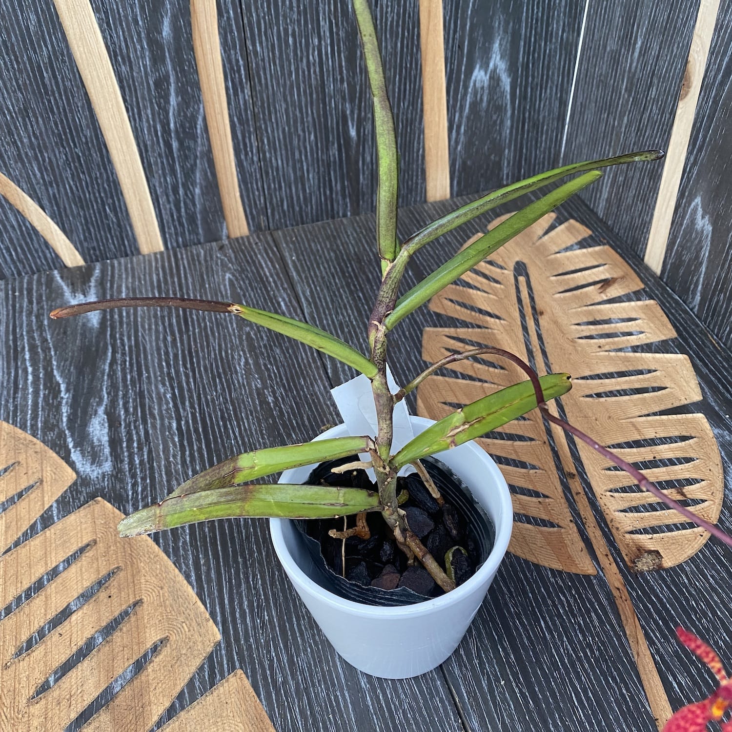 Renanthera Memoria Robin Musolino (Exemplar auf dem Foto)