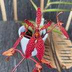 Renanthera Memoria Robin Musolino (primjerak sa slike)