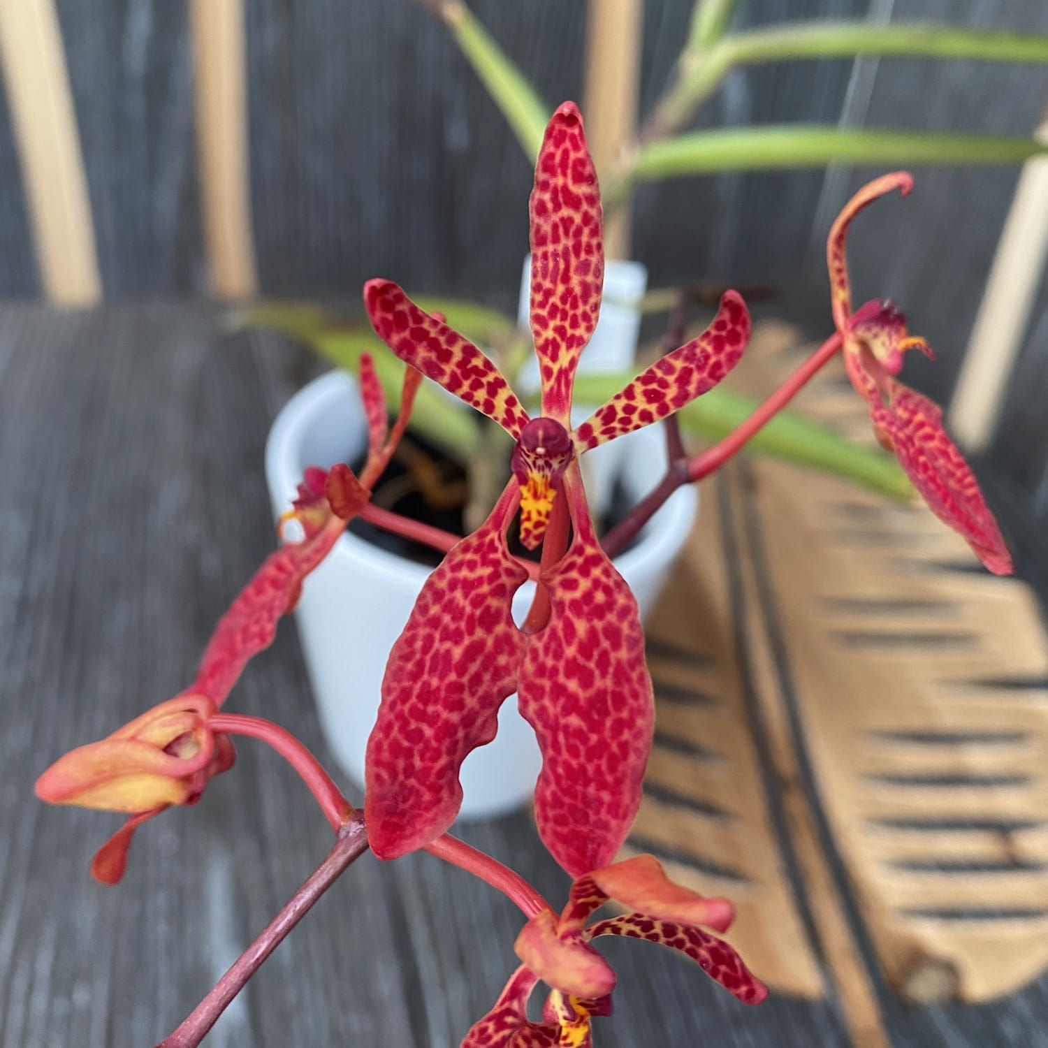 Renanthera Memoria Robin Musolino (primjerak sa slike)