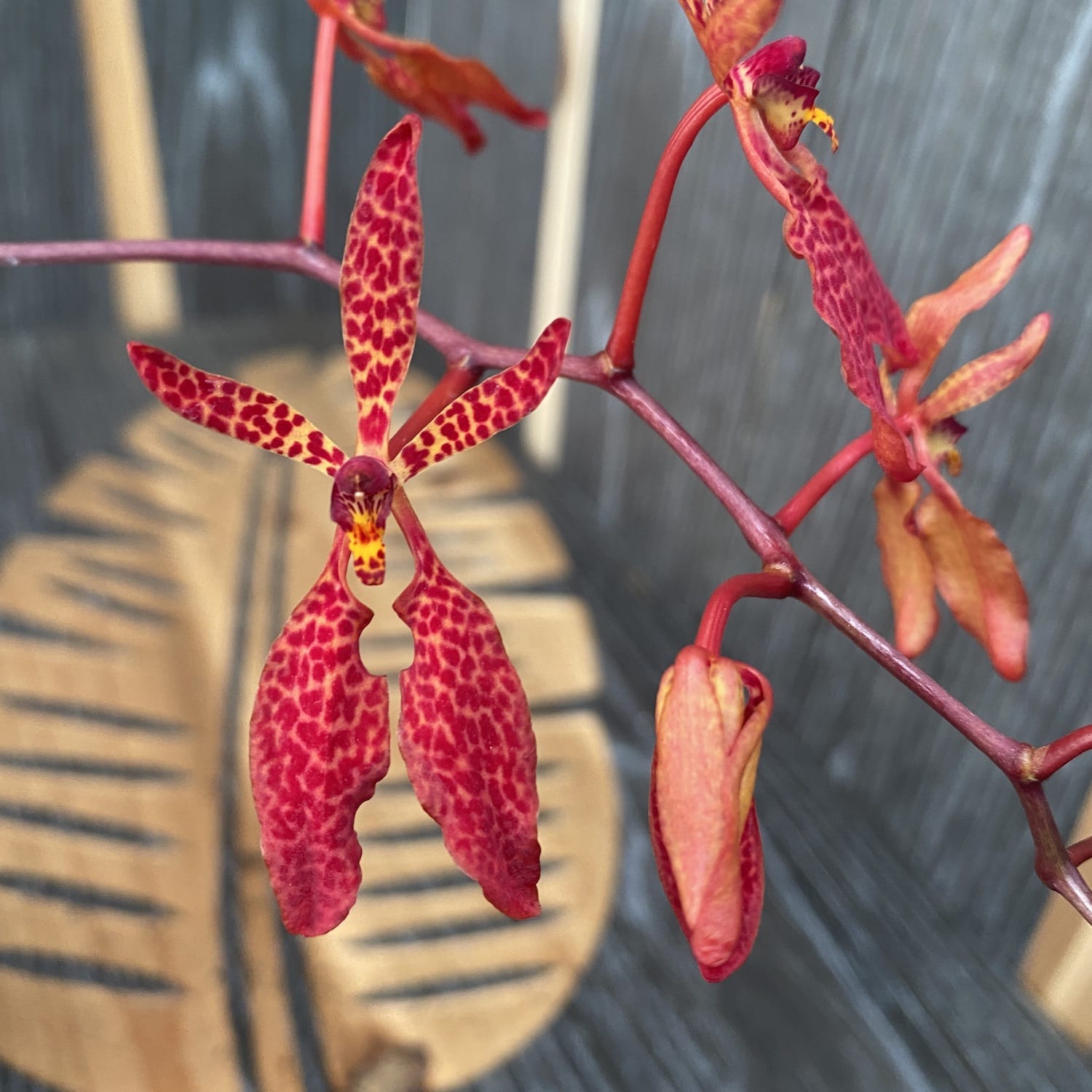 Renanthera Memoria Robin Musolino (Exemplar auf dem Foto)