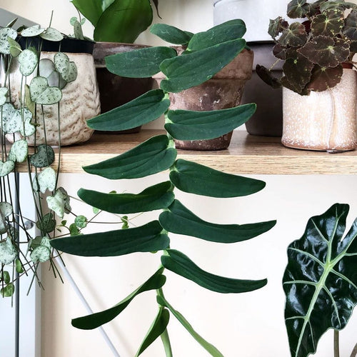 Rhaphidophora tenuis – Secret Garden Plant Shop