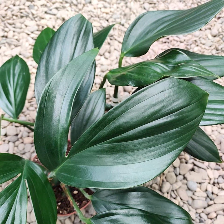 Rhaphidophora Decursiva (Philodendron Kylin Tail)