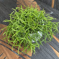 Rhipsalis baccifera 'Oasis' (Mistletoe Cactus)