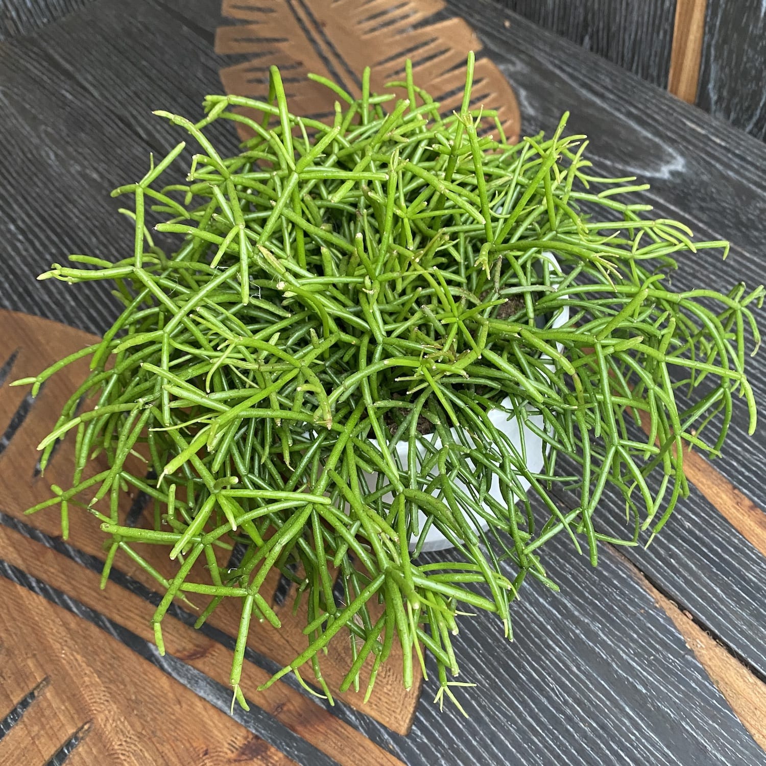 Rhipsalis baccifera 'Oasis' (Cactus vasc)