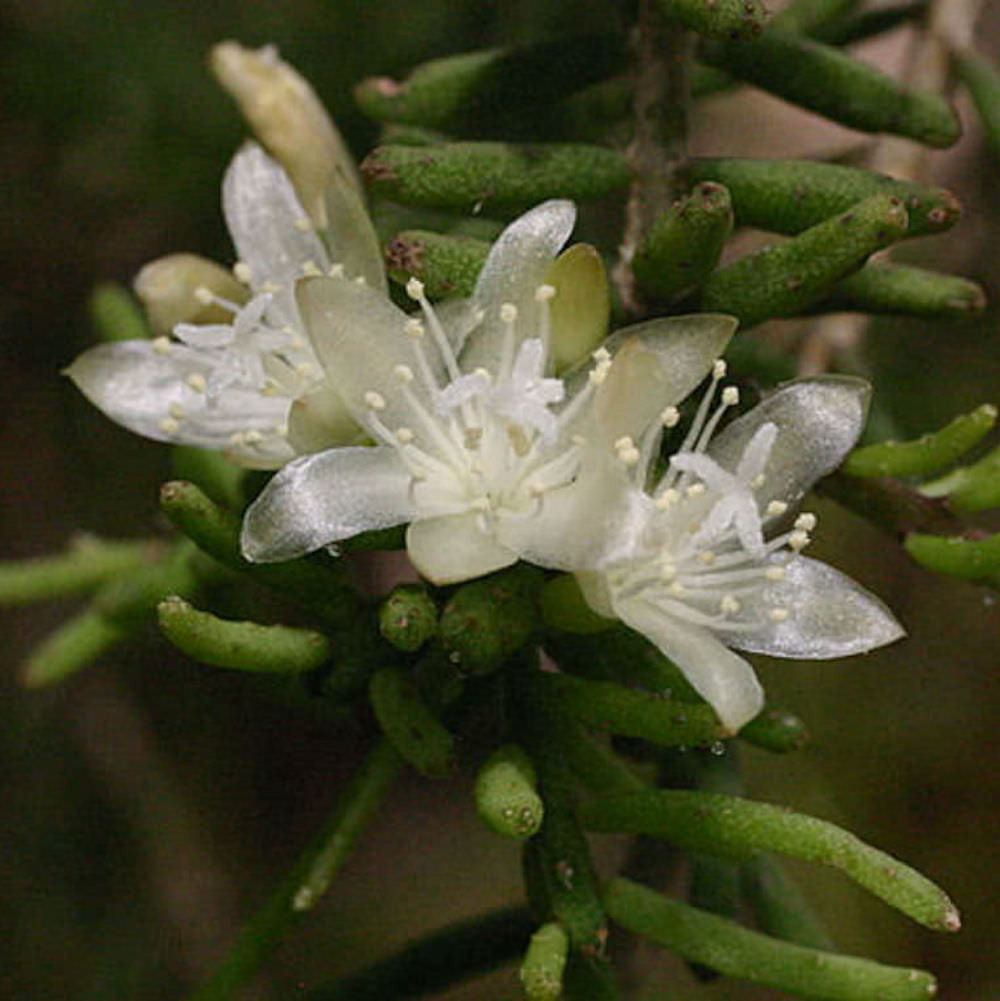Rhipsalis mesembryanthemoides - cactus epifit pendulant cu tulpini fine