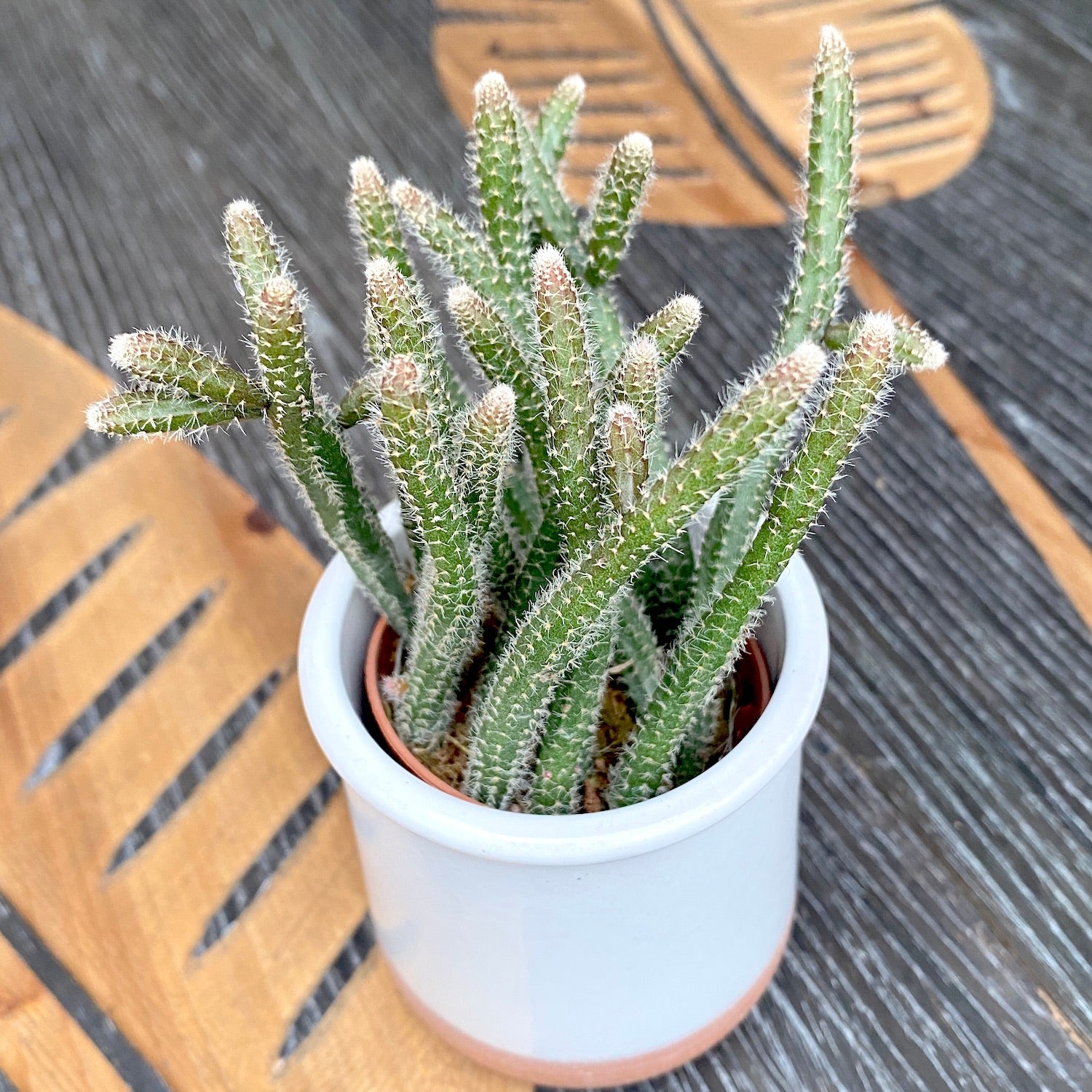 Rhipsalis baccifera subsp. horrida * babyplant