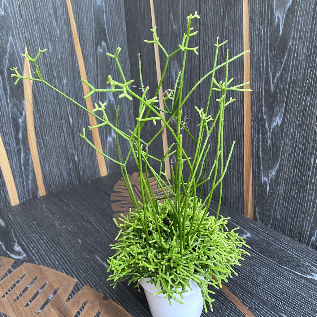 Rhipsalis cereuscula (Korallenkaktus)