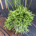 Rhipsalis cereuscula (Coral cactus)