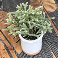 Rhipsalis pilocarpa * babyplant