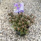 Rhododendron Russatum Purple Pilow - kertészeti azálea