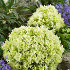 Rhododendron Shamrock - gelbe Gartenazalee