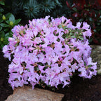 Rhododendron Snipe - azalea de jardín rosa