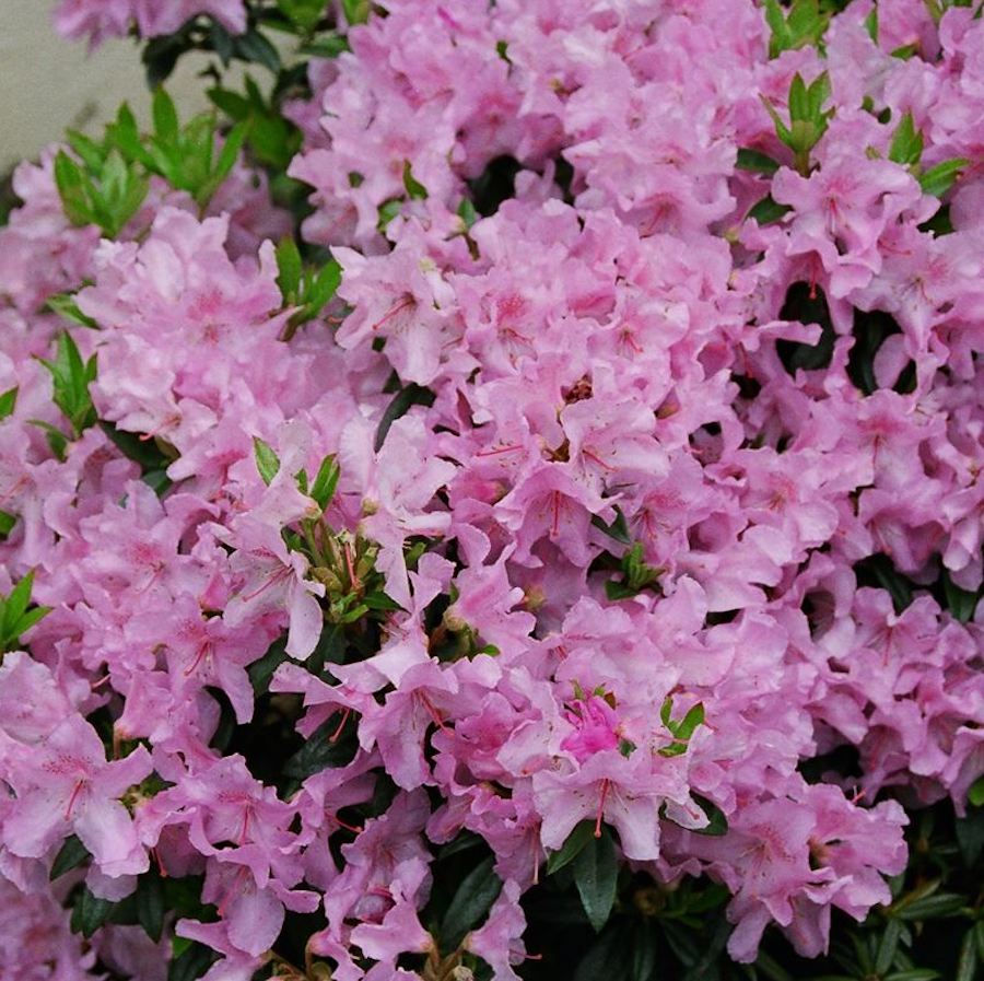 Rhododendron 'Robert Seleger' - zahradní azalka s růžovými květy