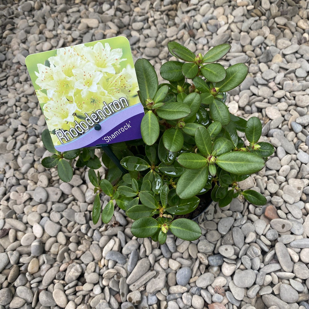 Rhododendron Shamrock - žuta vrtna azaleja