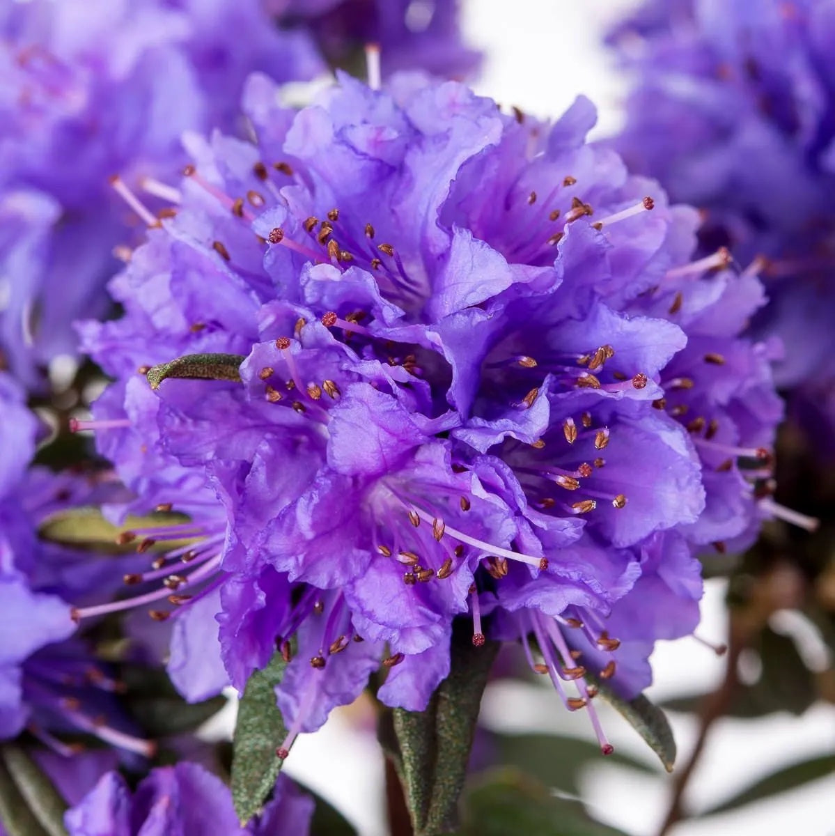 Rhododendron impeditum 'Maggie' - zahradní azalka s fialovými květy