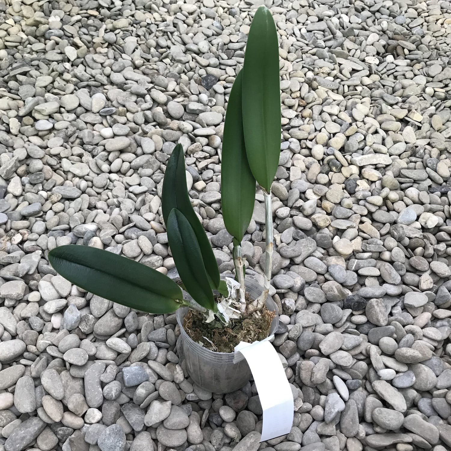 Rhyncholaelia Aristocrat (Rhy. glauca × digbyana) fragrant