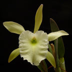 Rhyncholaelia Aristocrat (Rhy. glauca × digbyana) fragrant
