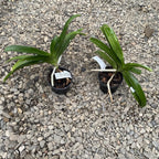 Rhynchonopsis Selina Kuok 'Perfume Queen' * parfumat