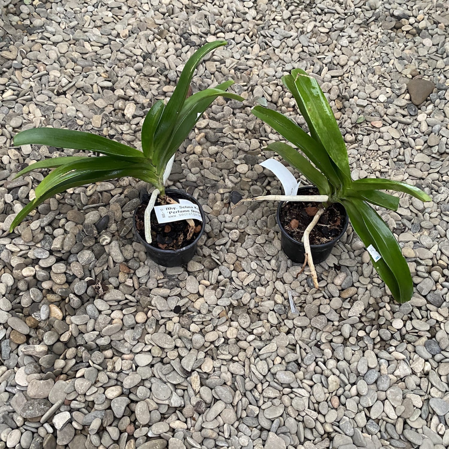 Rhynchonopsis Selina Kuok 'Perfume Queen' * parfumat