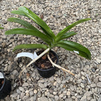 Rhynchonopsis Selina Kuok 'Perfume Queen' * parfumat